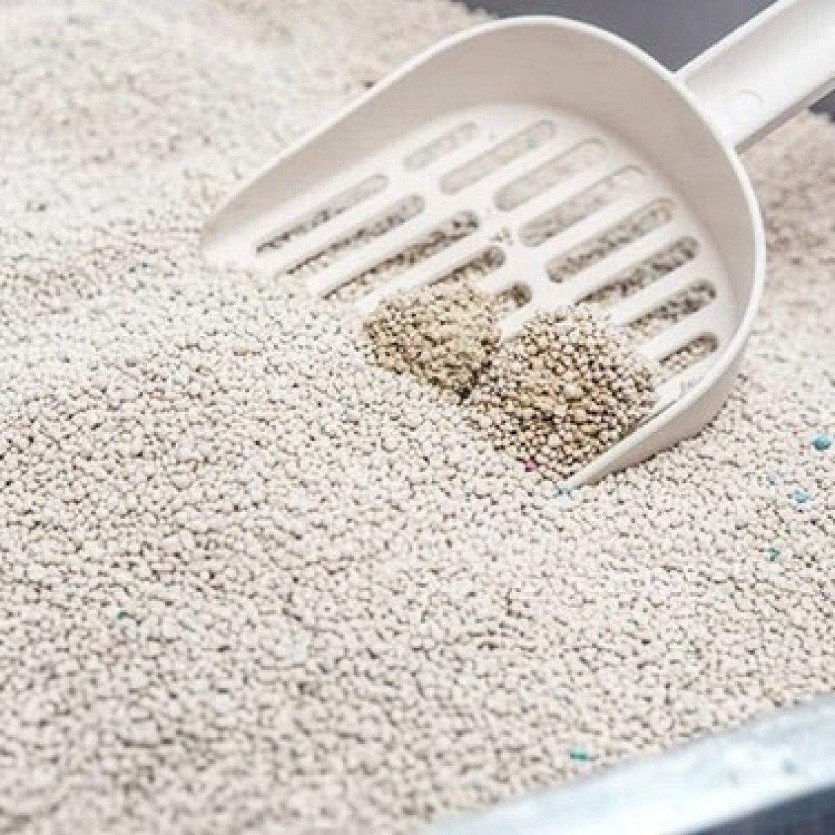 10 LT SanCat Bentonite Kedi Kumu Lavanta Kokulu